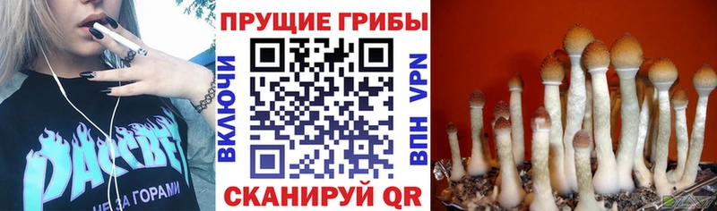 продажа наркотиков  Воскресенск  Галлюциногенные грибы ЛСД 